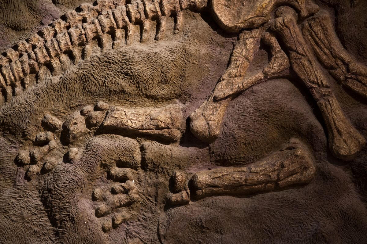 Montana State Fossil Maiasaura Peeblesorum
