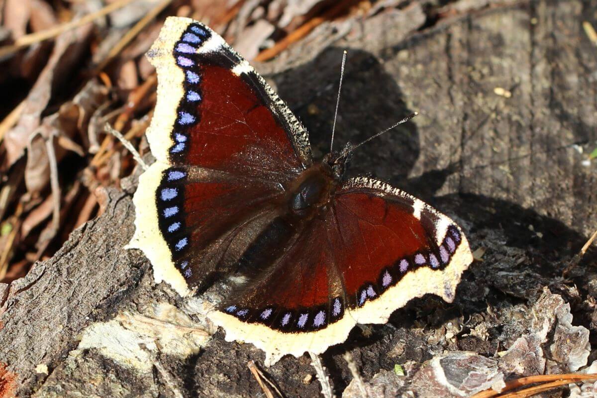 Mourning Cloak Butterfly in Direct Sunlight