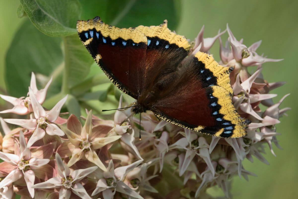 Mourning Cloak Butterfly on a Flower in Montana