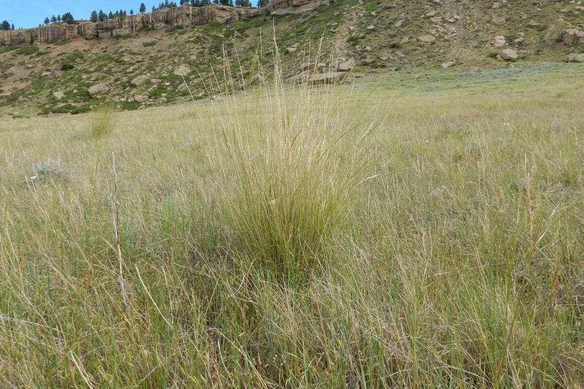 Field of Bluebunch Wheatgrass in Montana