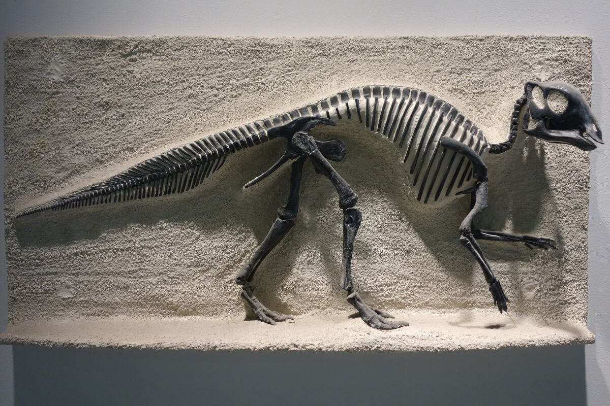 Montana State Fossil Origins Maiasaura Peeblesorum