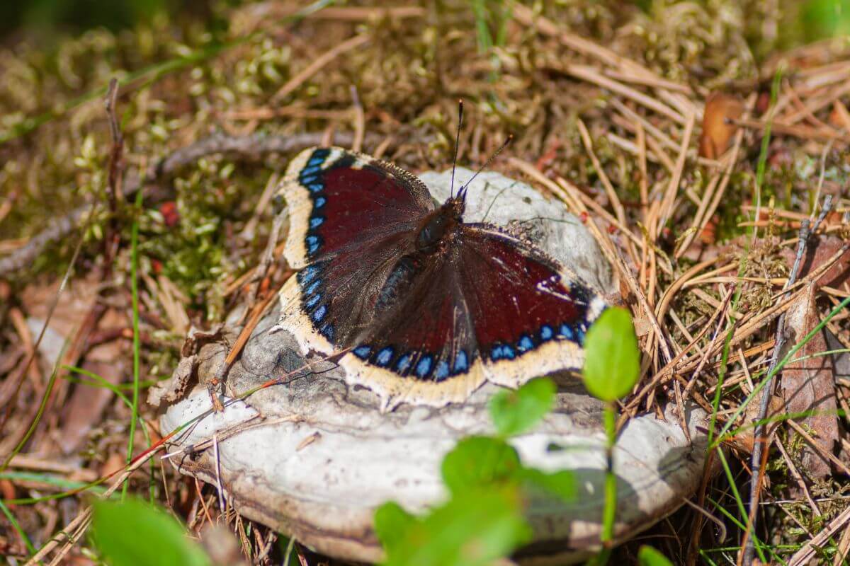 Close up Image of Montana Mourning Cloak Butterfly