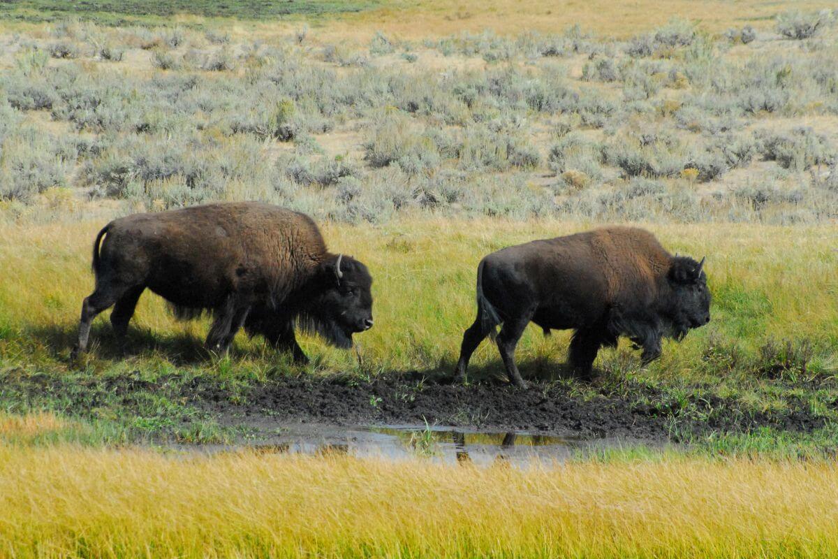 Two Bison Walking in the Grasslands of Montana