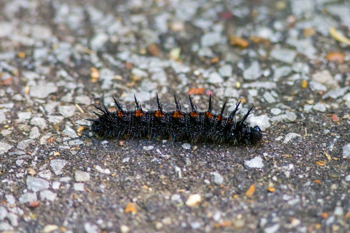Mourning Cloak Caterpillar in Montana