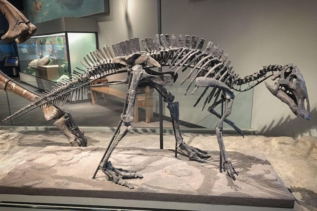 Montana State Fossil Origins Maiasaura Peeblesorum in Museum