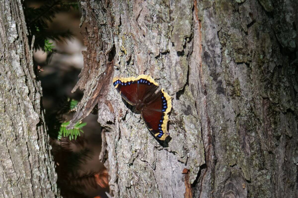 Mourning Cloak Butterfly on a Tree in Montana