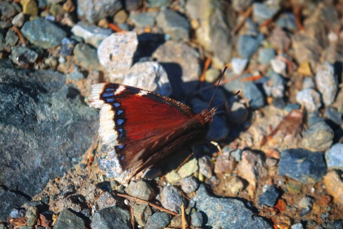 Mourning Cloak Butterfly on a Group of Rock in Montana