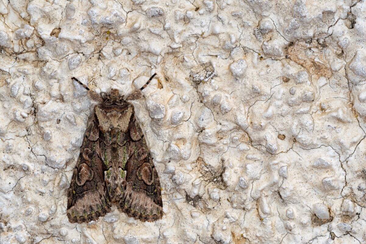 A Montana moth is sitting on a white wall