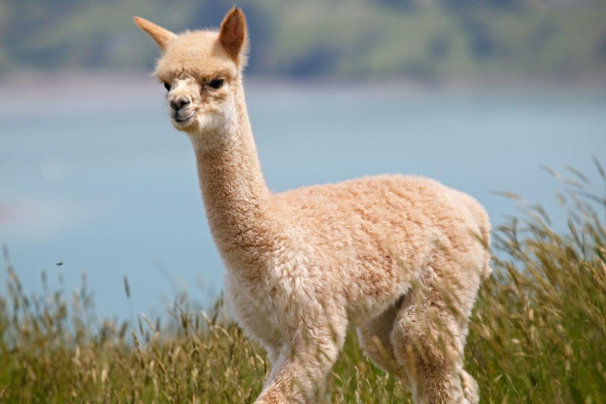 A young Montana alpaca stands amid tall grass with a body of water in the background.