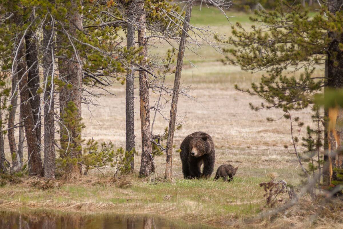 Montana bears, a mother and its cub, wander through a forest clearing near a body of water.