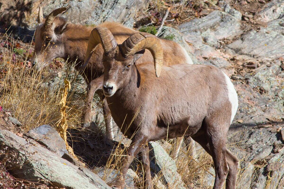 A pair of bighorn sheep spotted in their rocky habitat in Montana