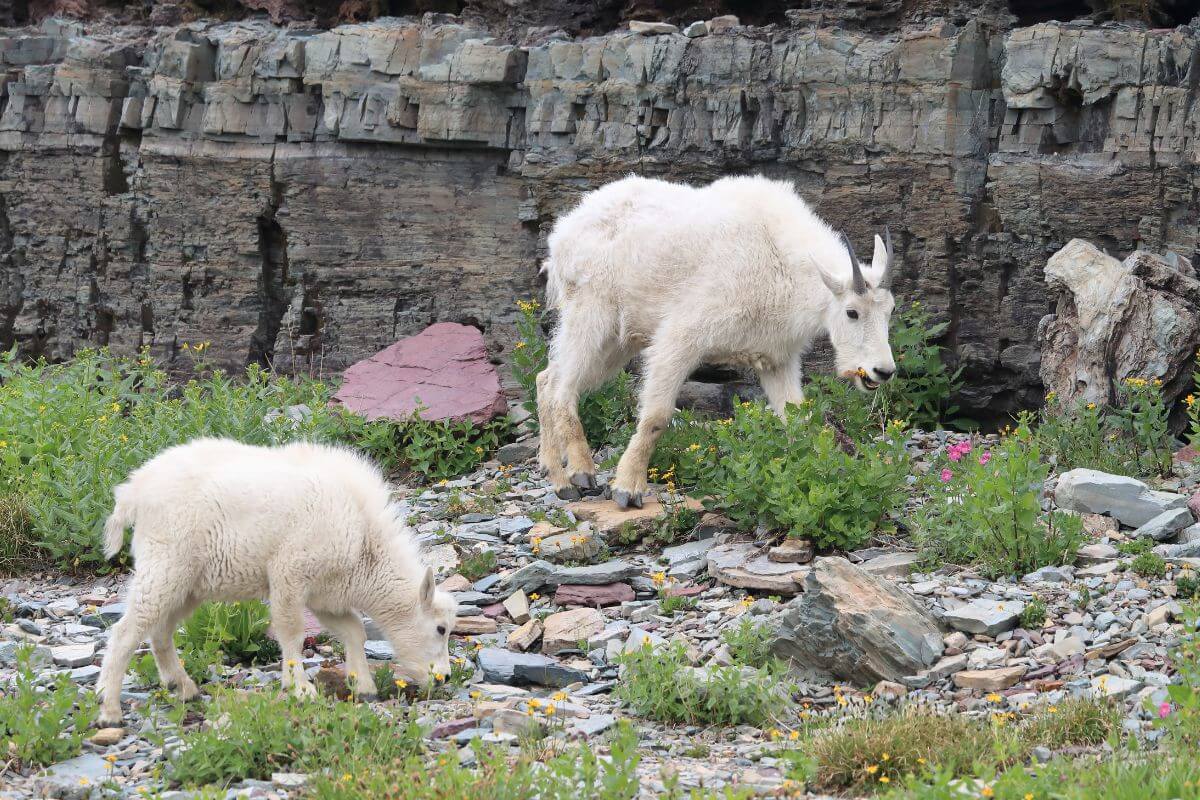 Two Montana mountain goats, one adult and one juvenile, graze among rocks and sparse vegetation, with a rocky cliff in the background.