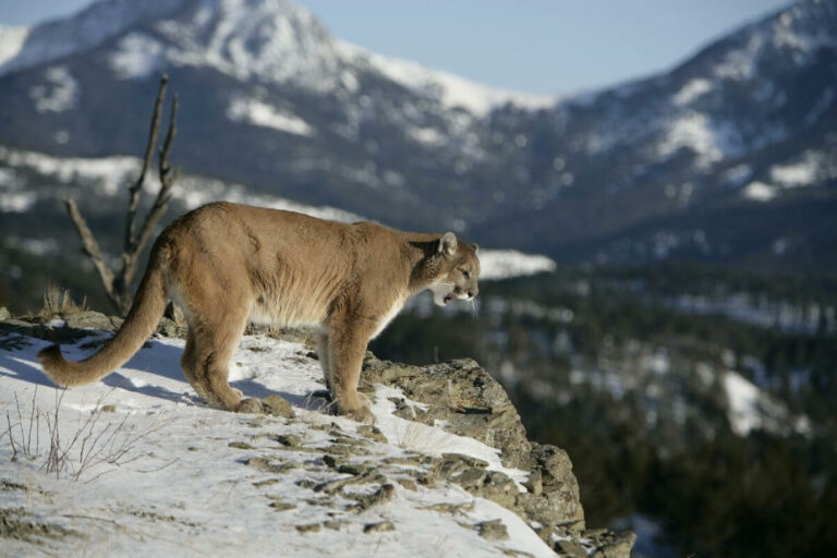 Montana Mountain Lion: Guide to a Stealthy Predator - Pocket Montana