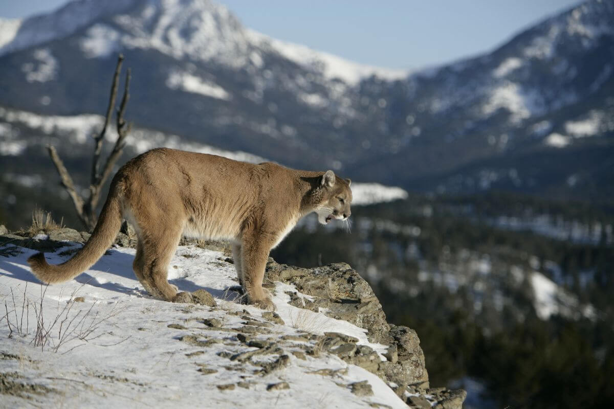 A Montana mountain lion stands on a rocky ledge with a snowy mountain landscape in the background.