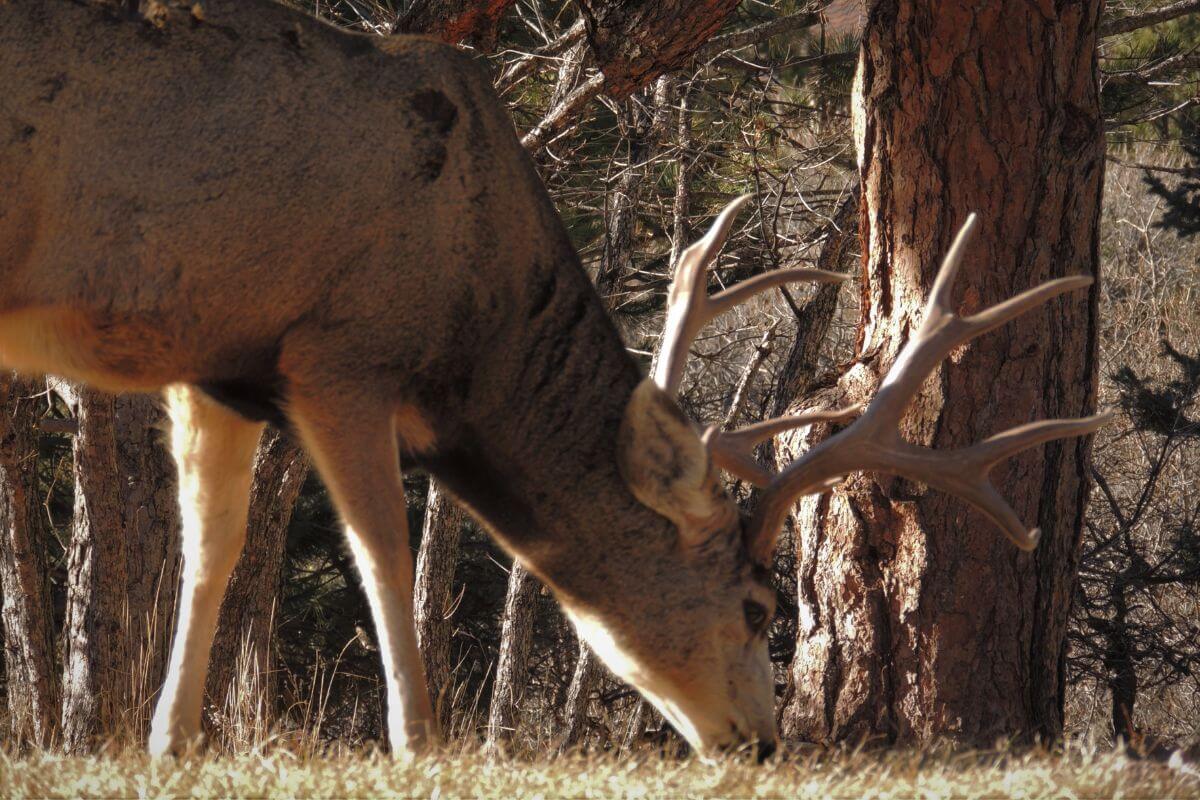 A large mule deer, one of the Montana deer types, with impressive antlers is grazing on the grass in a sunlit forest.