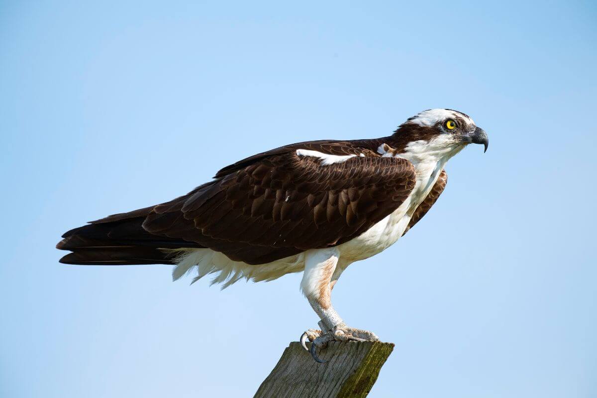 A Montana osprey perched on a wooden post against a clear blue sky.