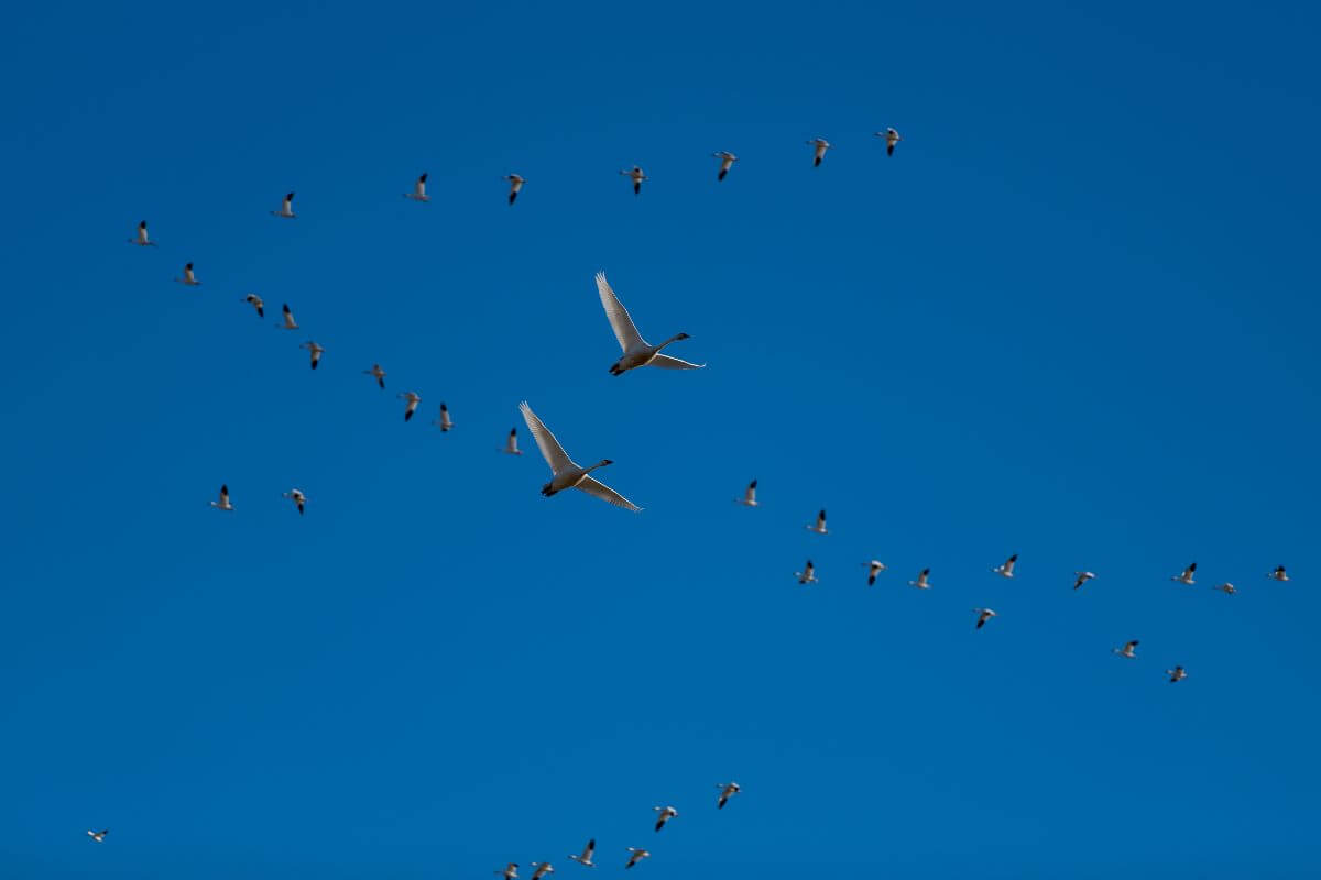 A flock of swans spotted flying in a clear blue sky during Montana swan hunting season