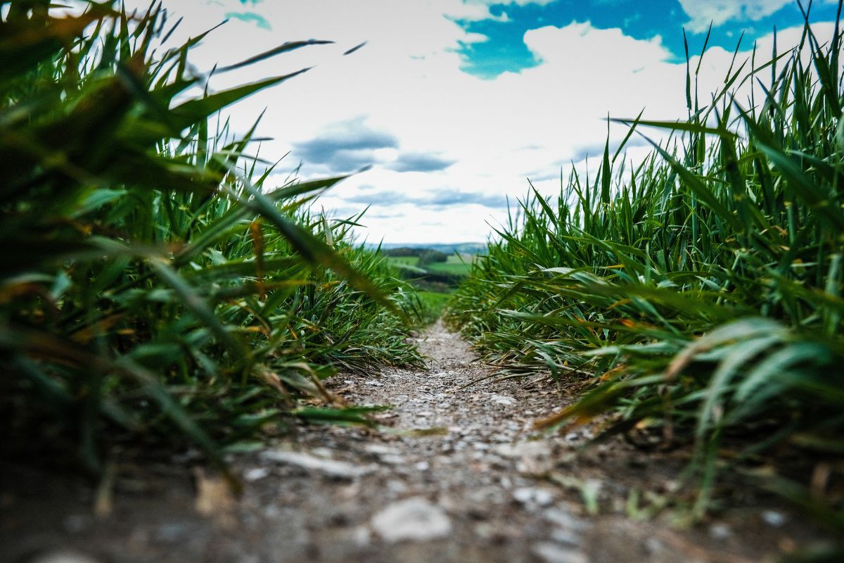 A low-angle shot captures the narrow dirt path of Mill Falls Trail as it cuts through lush green grass under a cloudy sky.