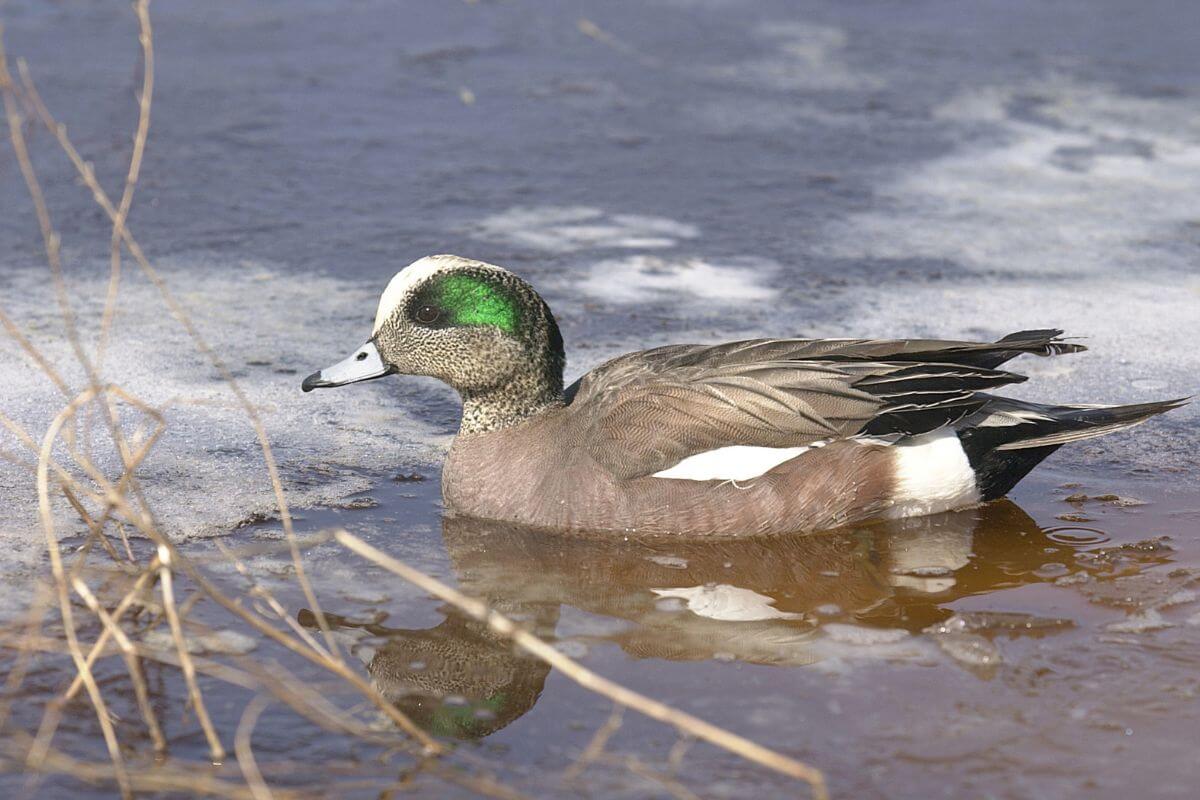 An American wigeon duck floating in a partly frozen pond in Montana