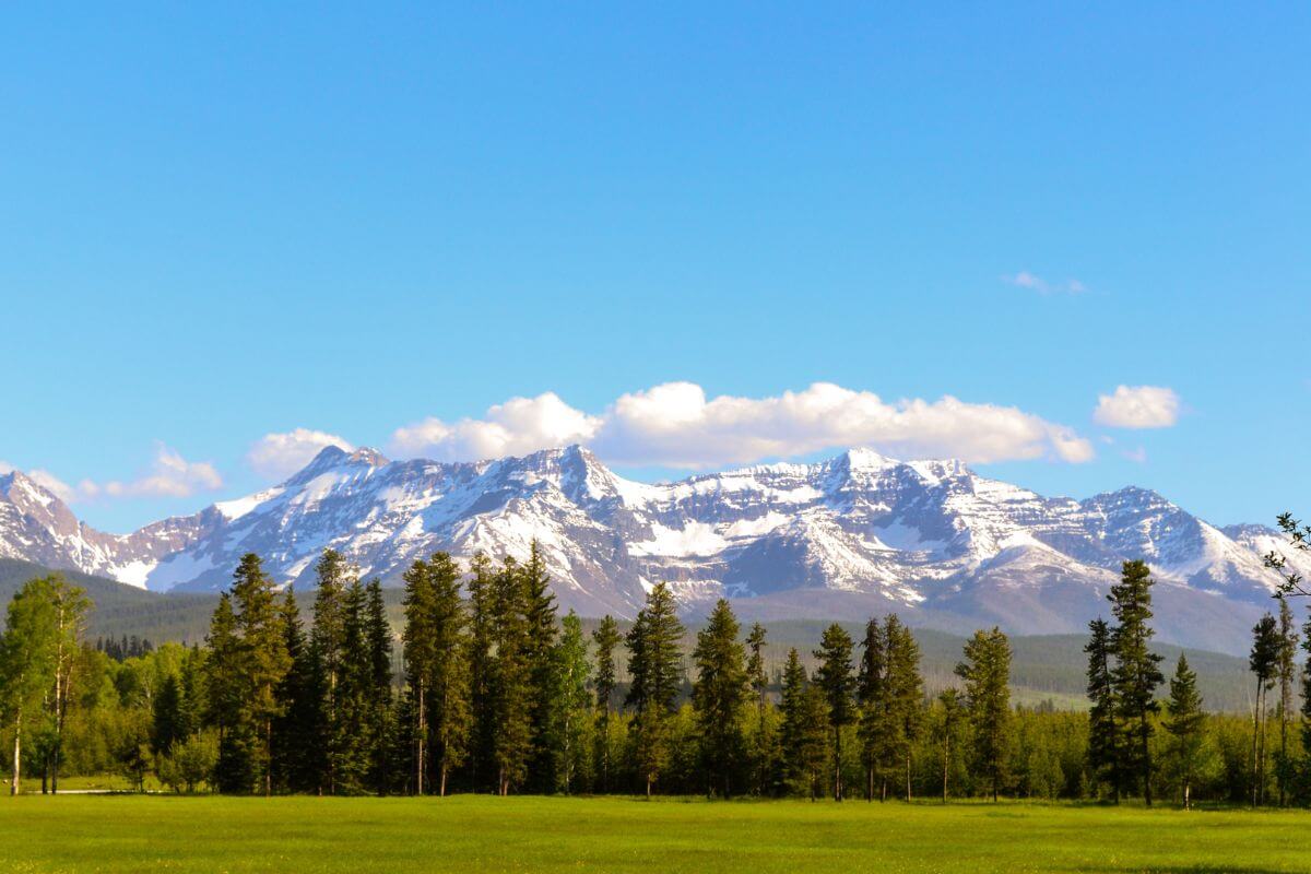 A grassy field adorned with trees in Montana with snowcapped mountains in the background.