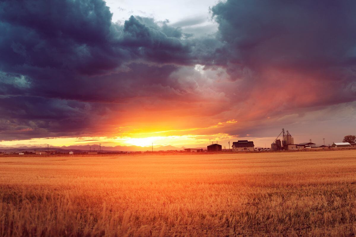 The setting sun casts a warm glow over a Montana wheat field