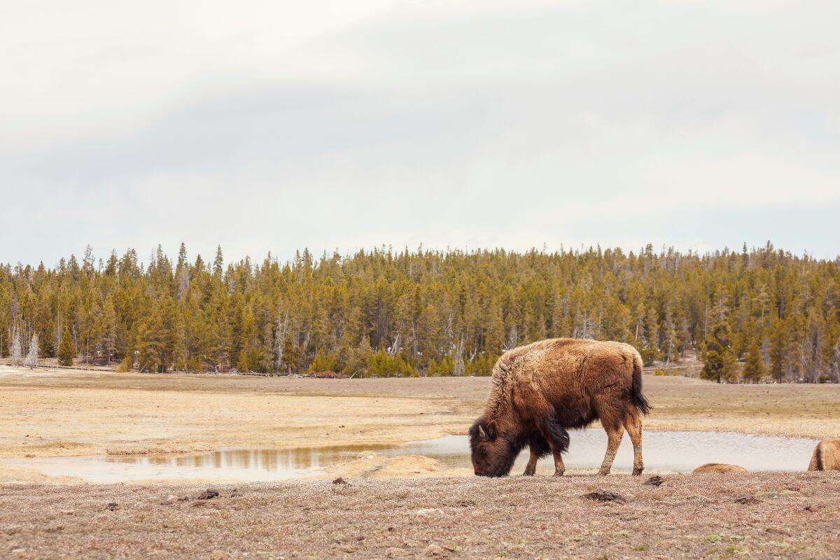 A solitary bison grazes peacefully near a water source during a Montana nature tour.