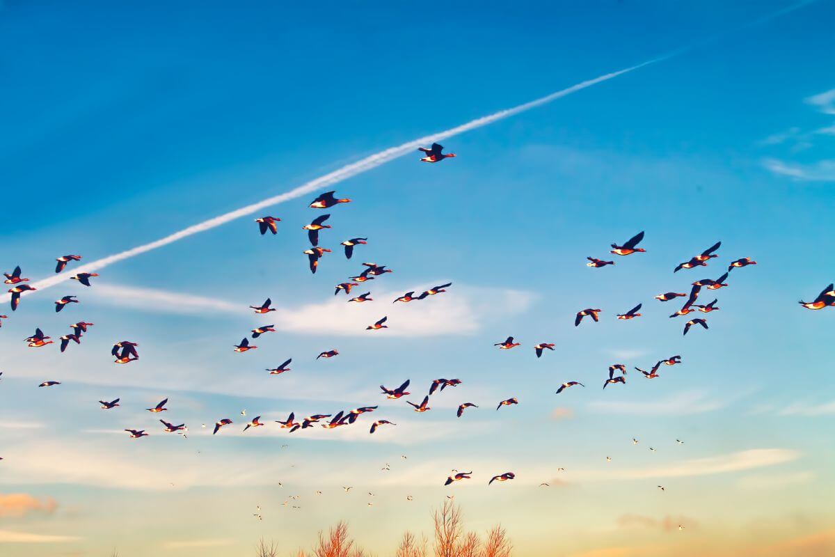 A large flock of Montana winter birds migrating, flying against a blue sky with scattered clouds.