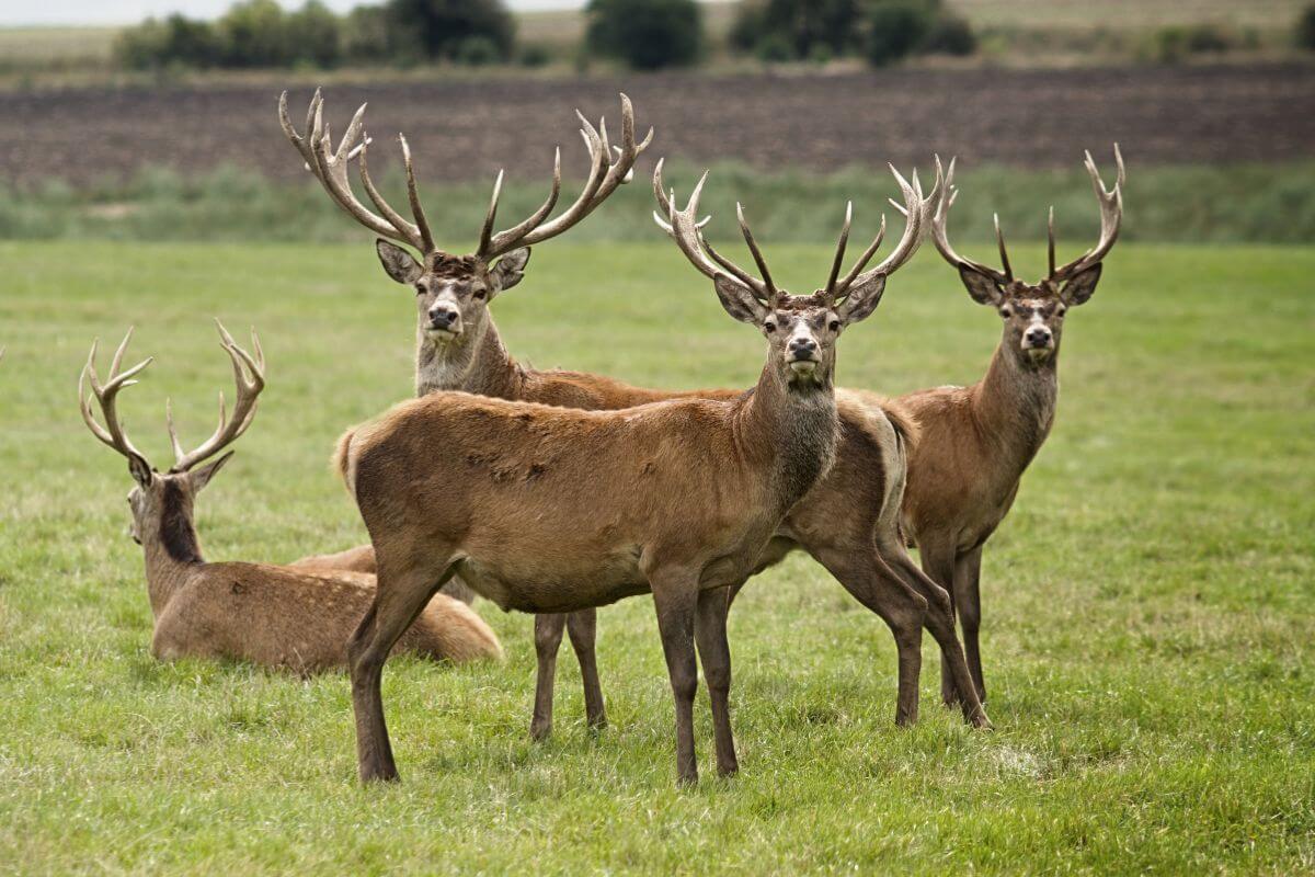 A herd of deer with wide antlers stands alert in the grasslands of Montana.