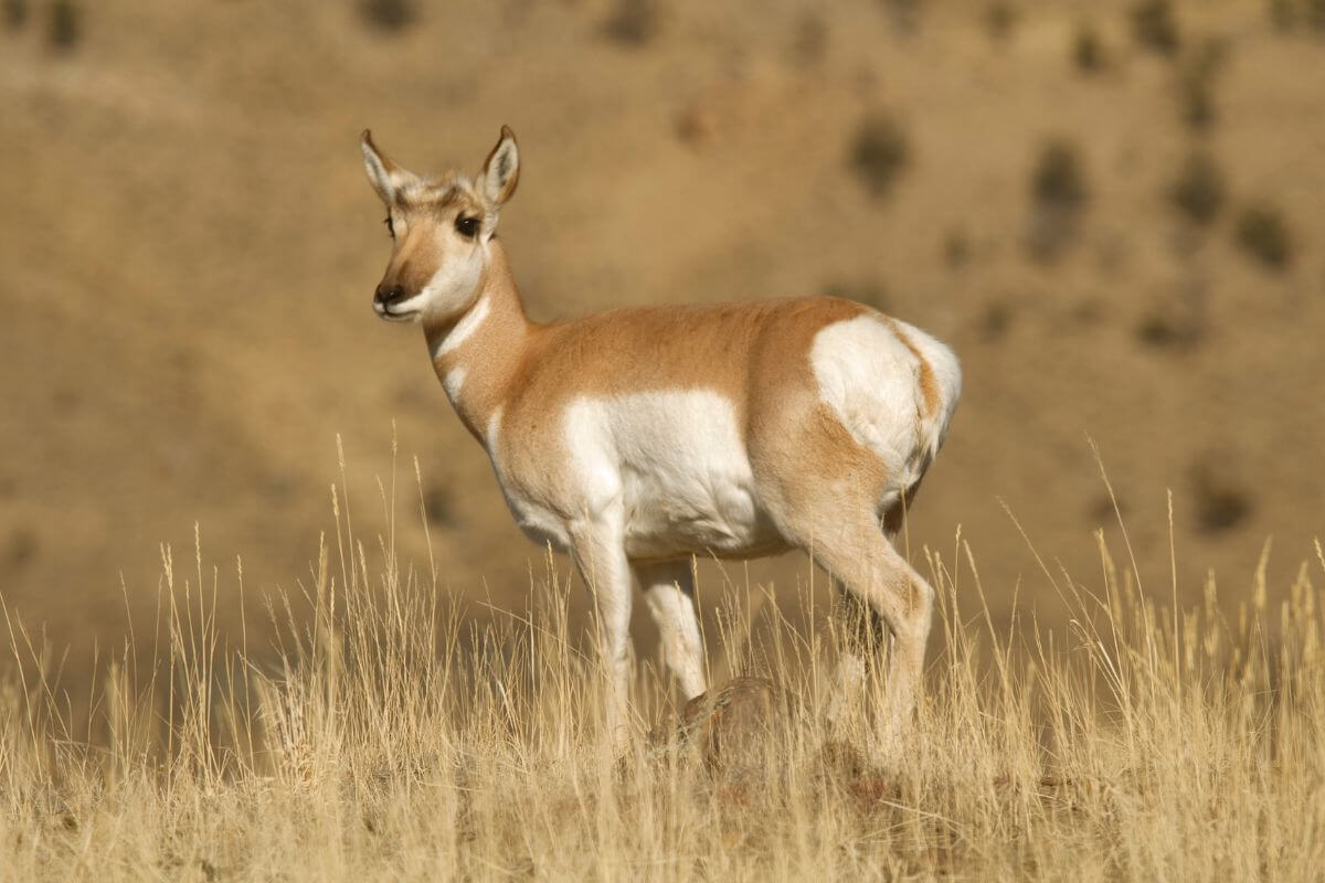 A doe antelope stands alert in the tall grass of a Montana field.