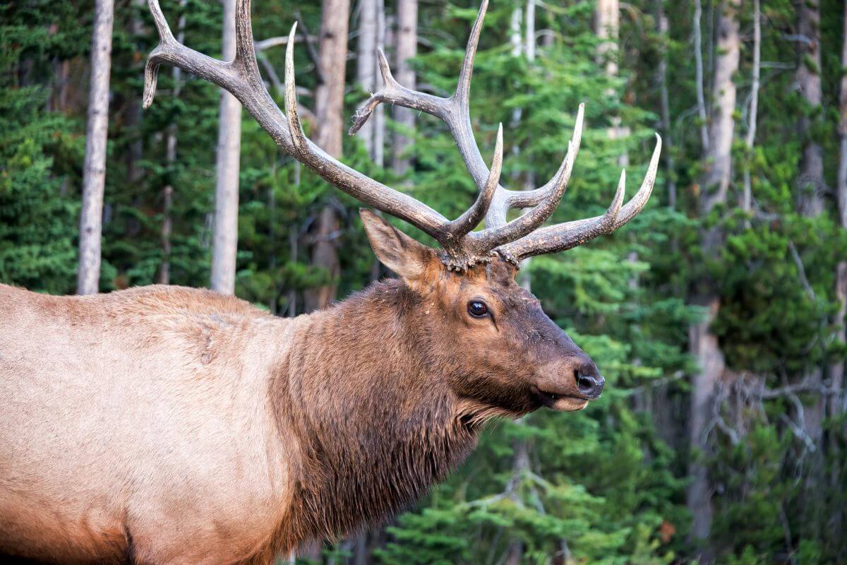 A close up of a large bull elk with antlers in a wooded area in Montana