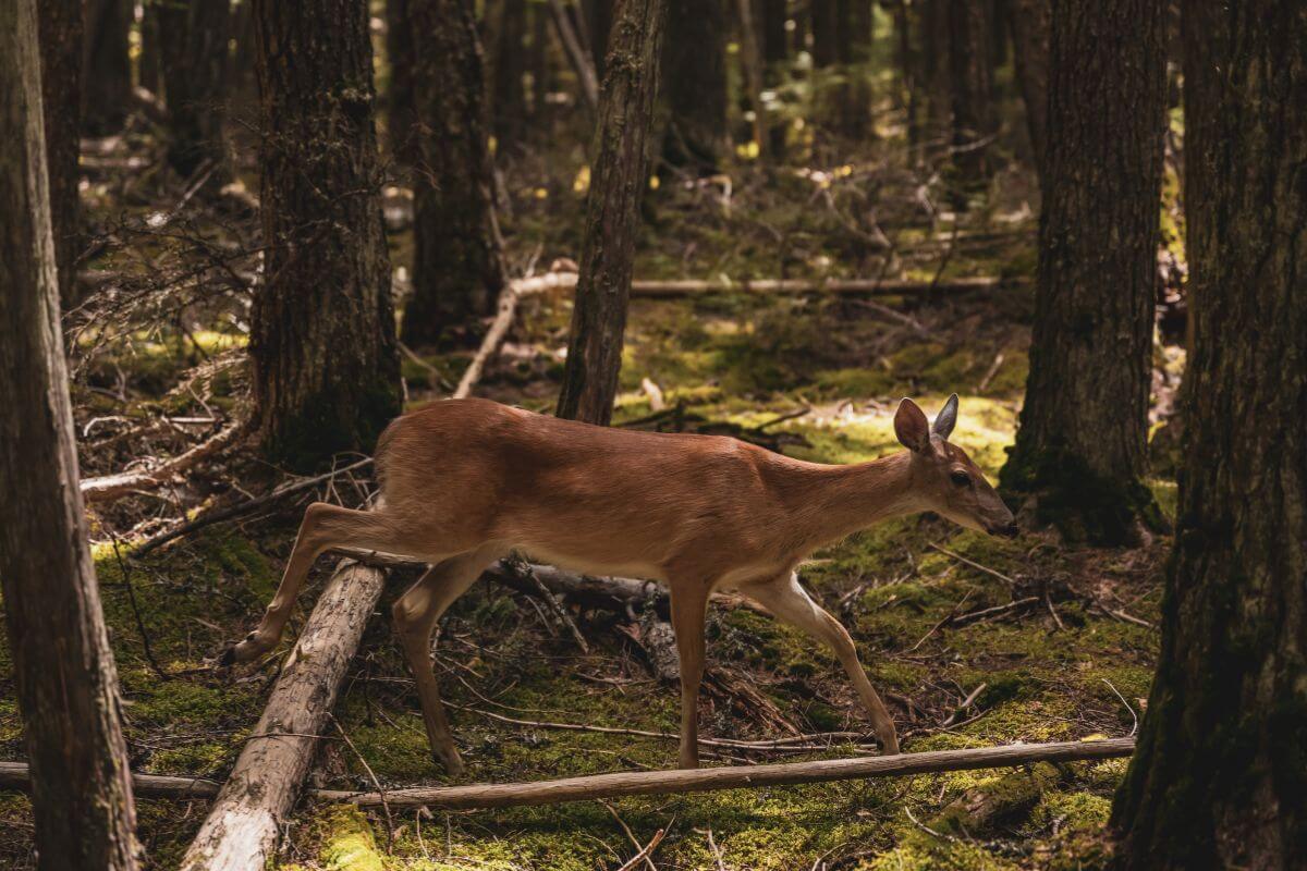 A mule deer doe ambles through a forest in Montana.