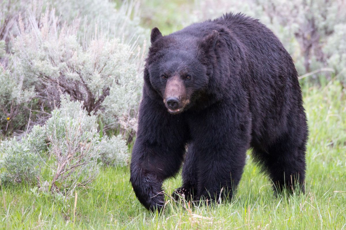 A black bear walking through a grassy field during a DIY Montana spring bear hunt.