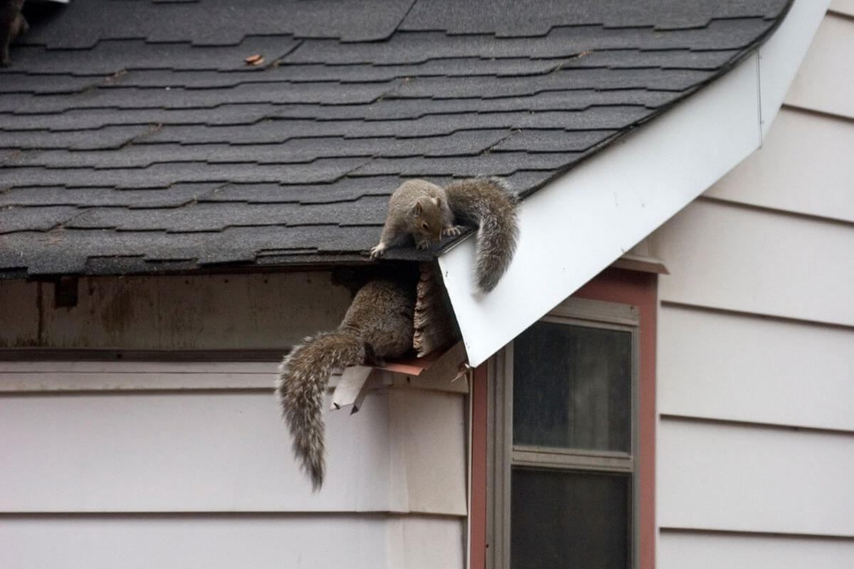 Two Montana squirrels are emerging from a hole in the roof of a house.
