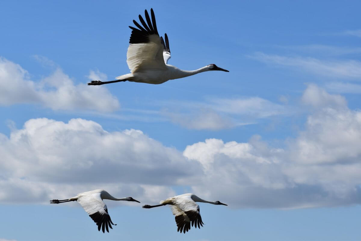 Three Whooping Cranes, a Montana endangered species, flying in a clear blue sky.