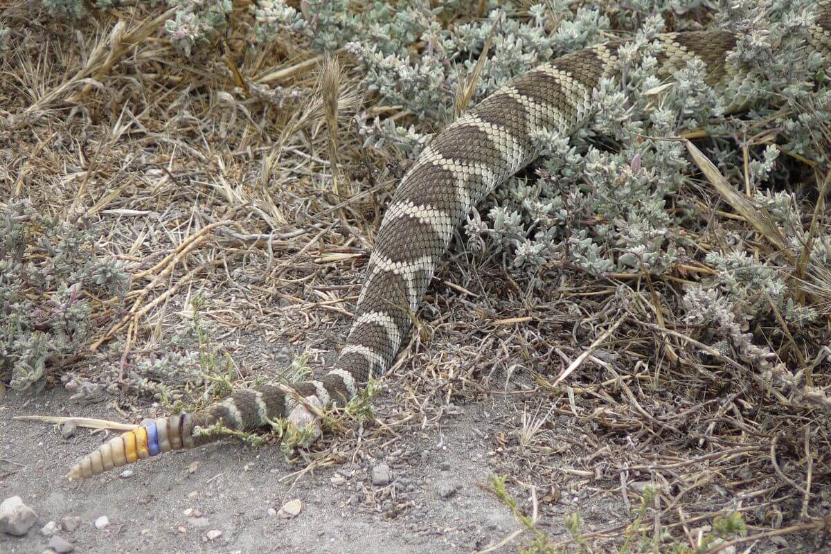 A Montana rattlesnake with distinctive markings on its body camouflaged among dry grass and brush.