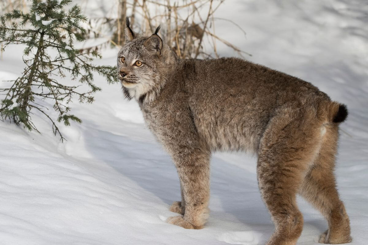 A Canadian Lynx stands in snowy terrain in Montana, its thick fur and prominent ear tufts visible.