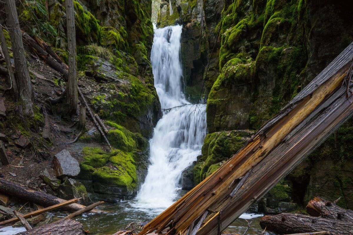 A lush forest scene in Montana shows the Little North Fork waterfall flowing over green moss-covered rocks and fallen logs.