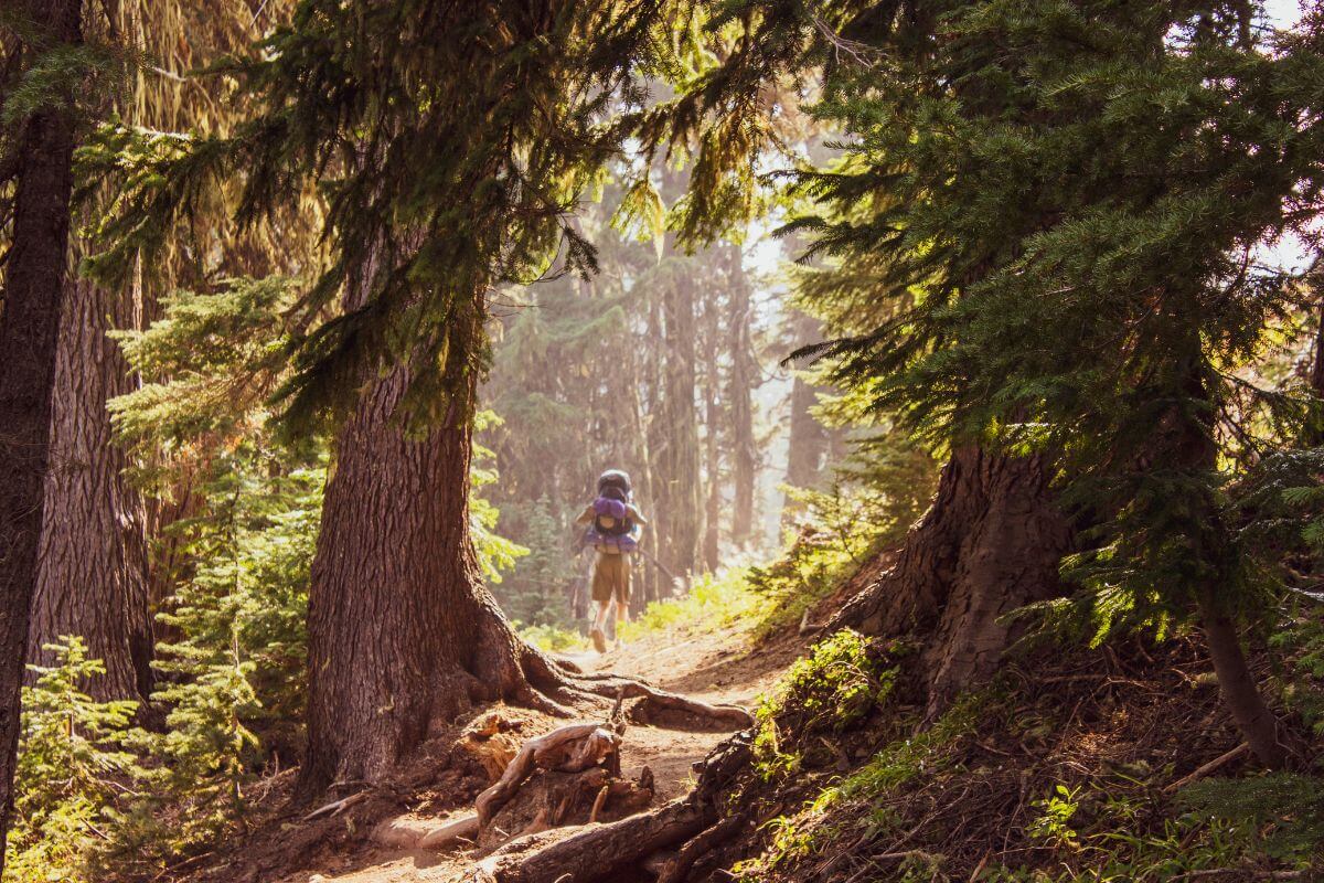 A hiker traverses the Hidden Falls trail in Glacier National Park, surrounded by towering trees.