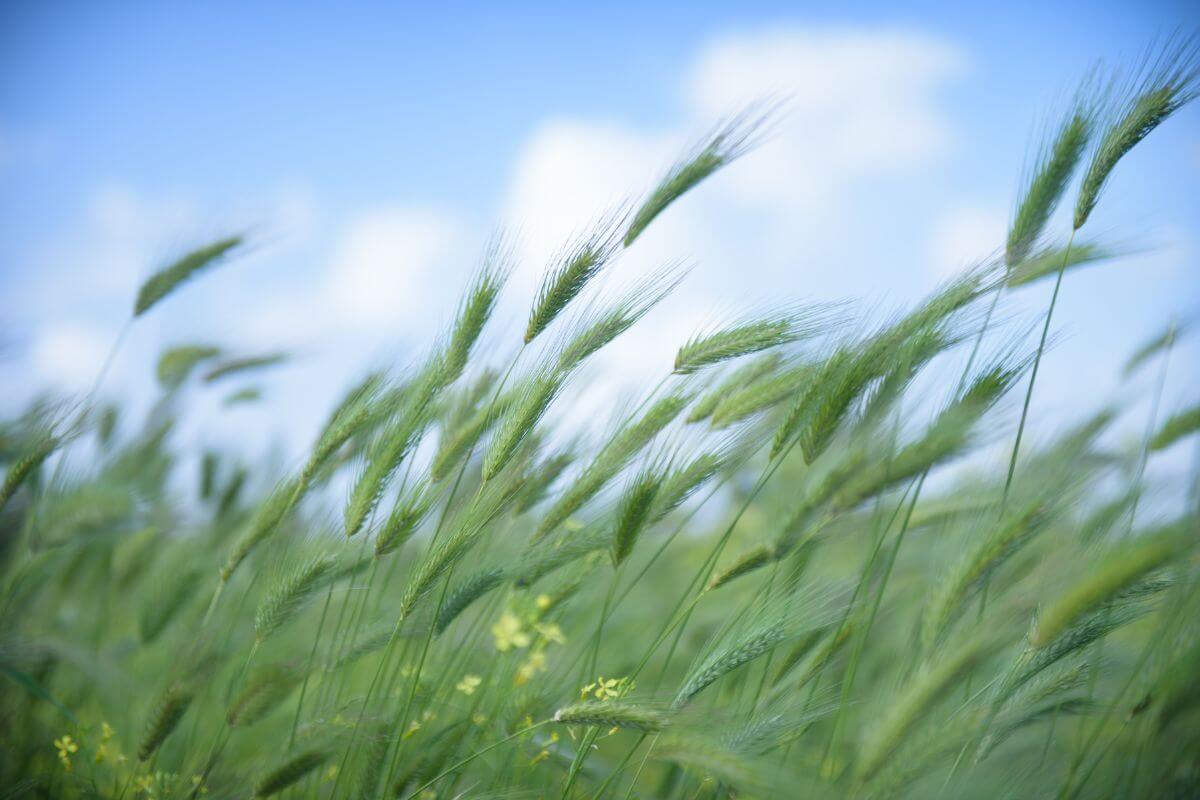 A field of green wheat swaying in the wind in Montana.