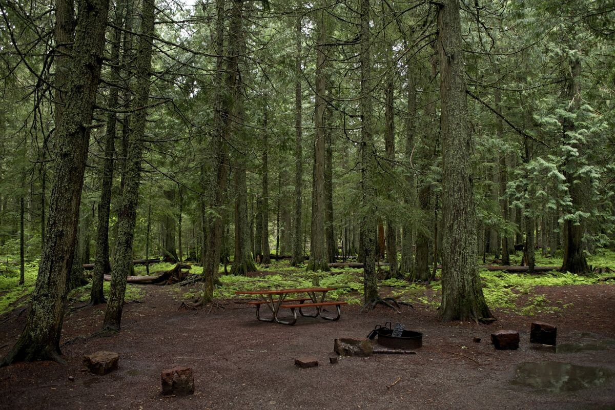 A picnic table is set up in the middle of a wooded area in Montana.