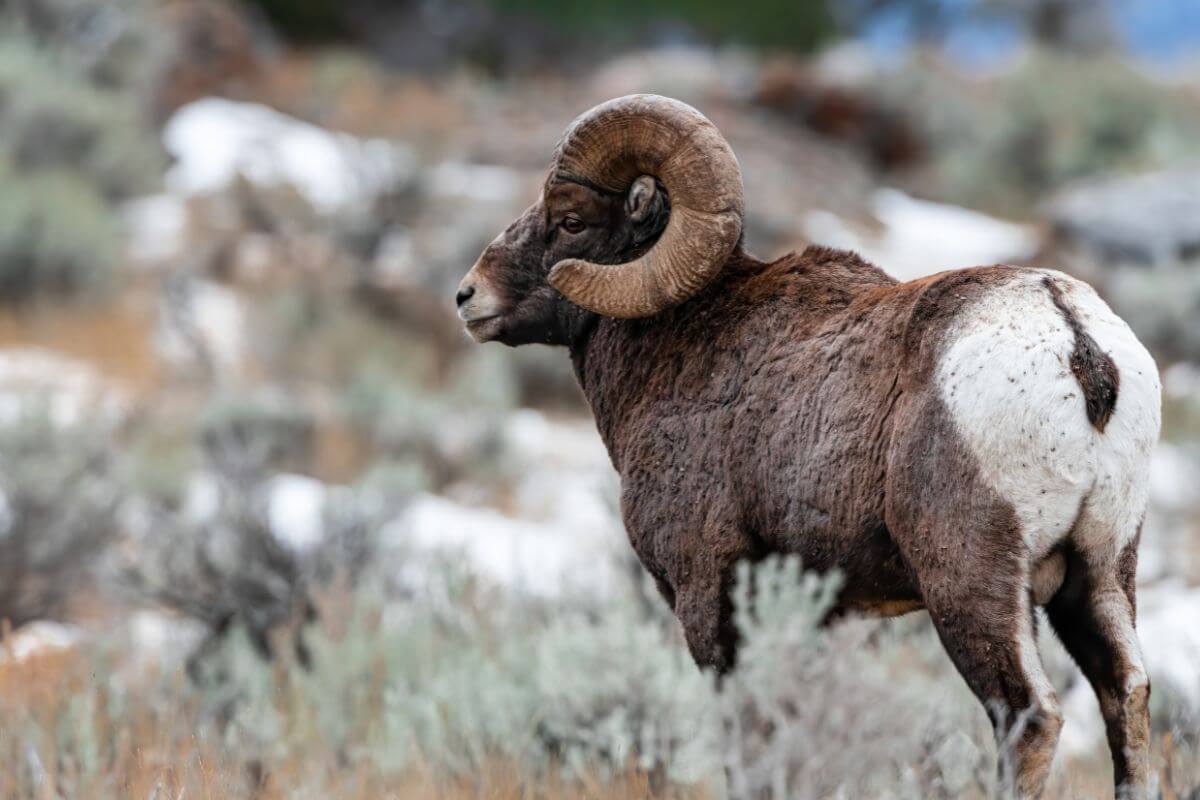 A view of a large Bighorn ram from the side as it stands on a grassy field in Montana