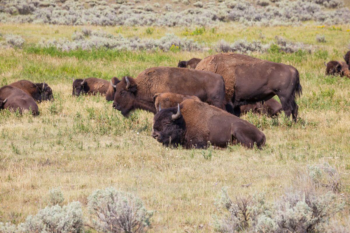 A herd of buffalo rests in a grassy Montana field.