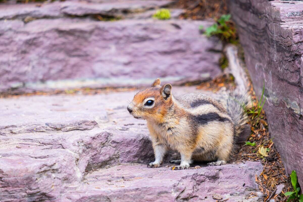 A Montana squirrel surveys its surroundings from where its perched on a rocky step