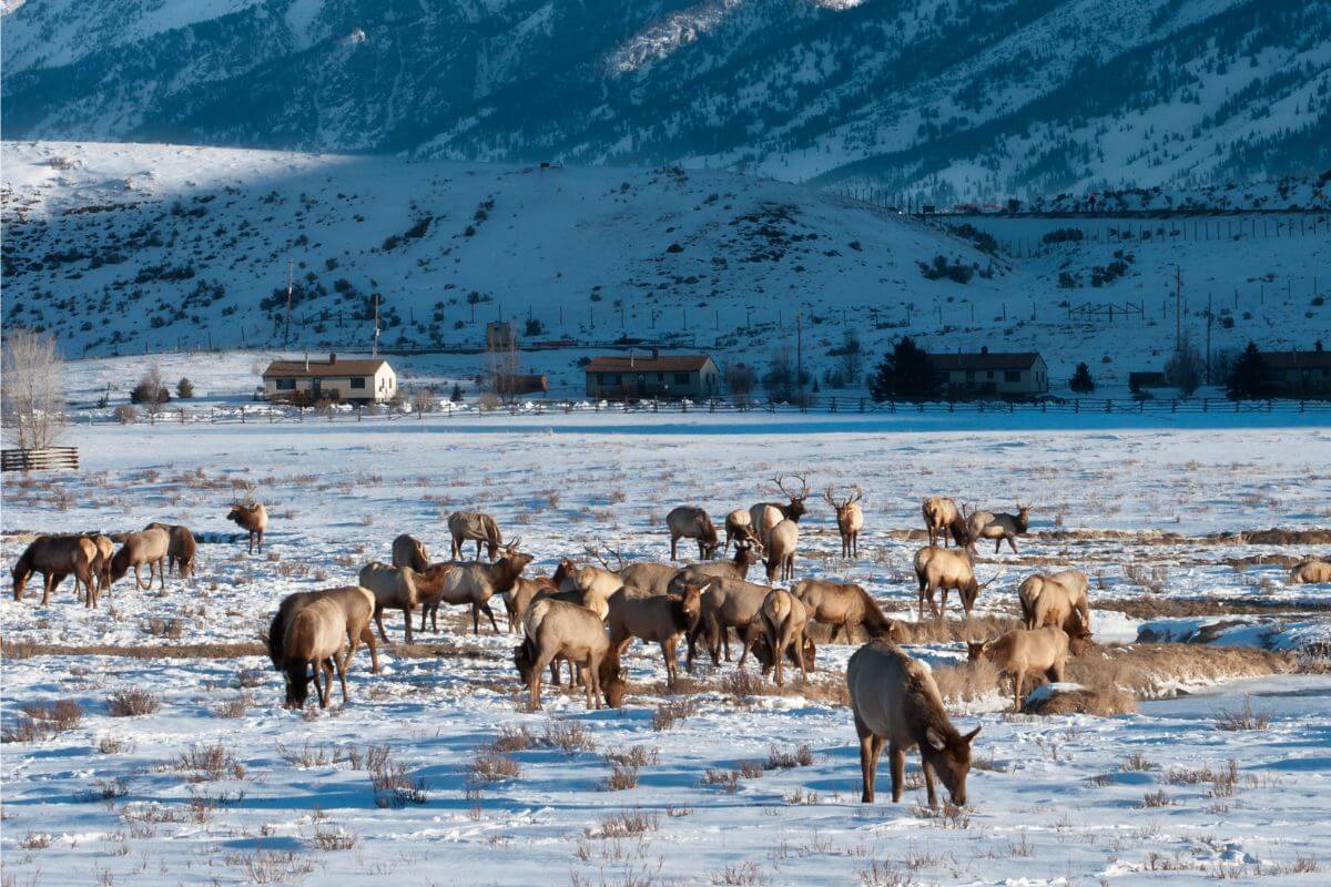 A herd of Montana elk grazing in a snowy field with a backdrop of mountains.