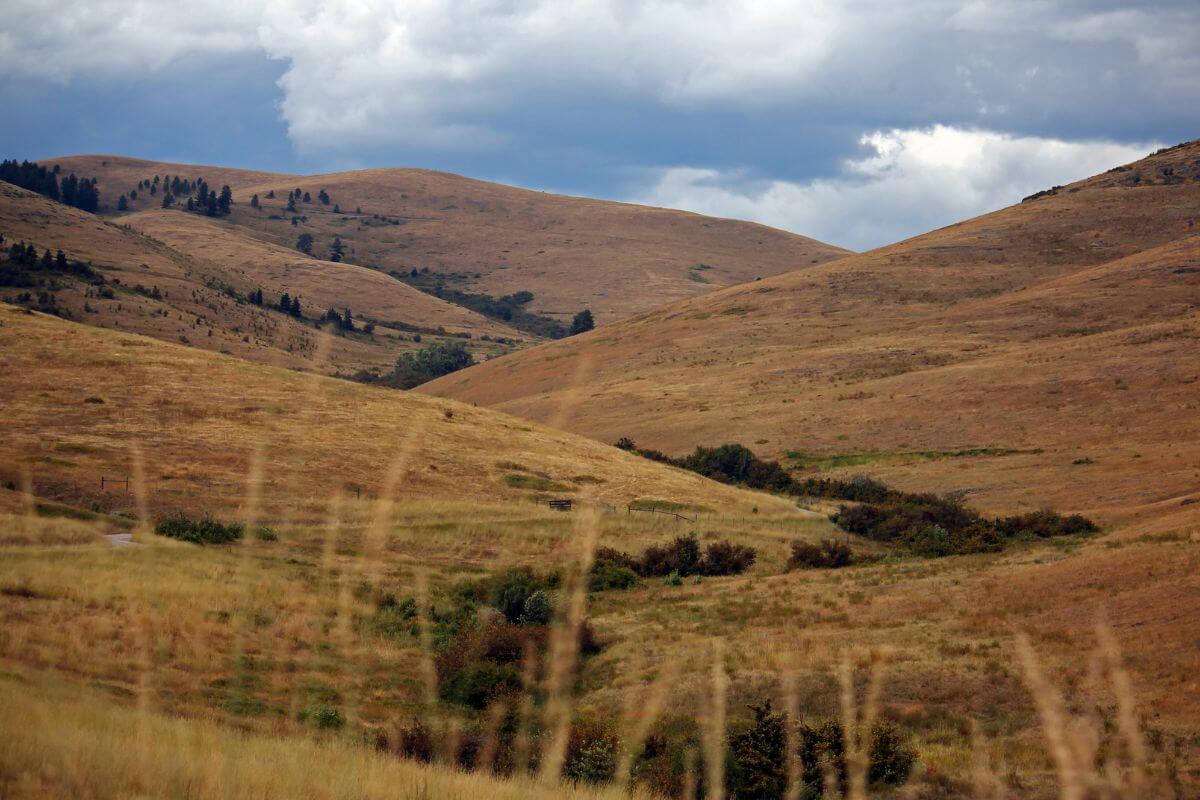 A grassy hillside in Montana.