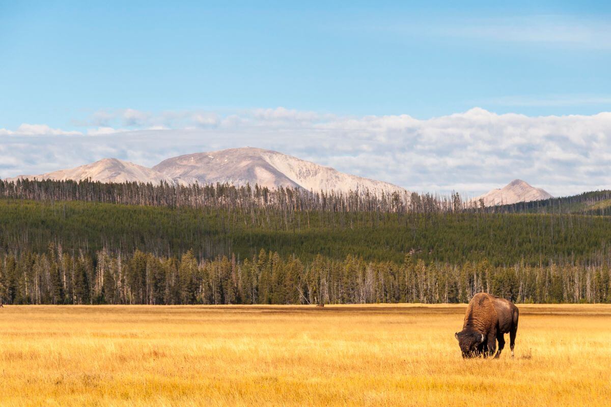 A Bison Grazing in a Field With Mountains in Montana.