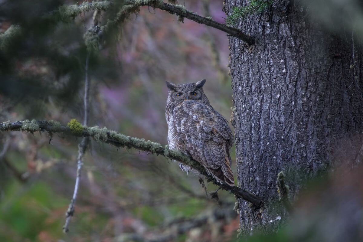 A Great Horned owl perched on a branch.