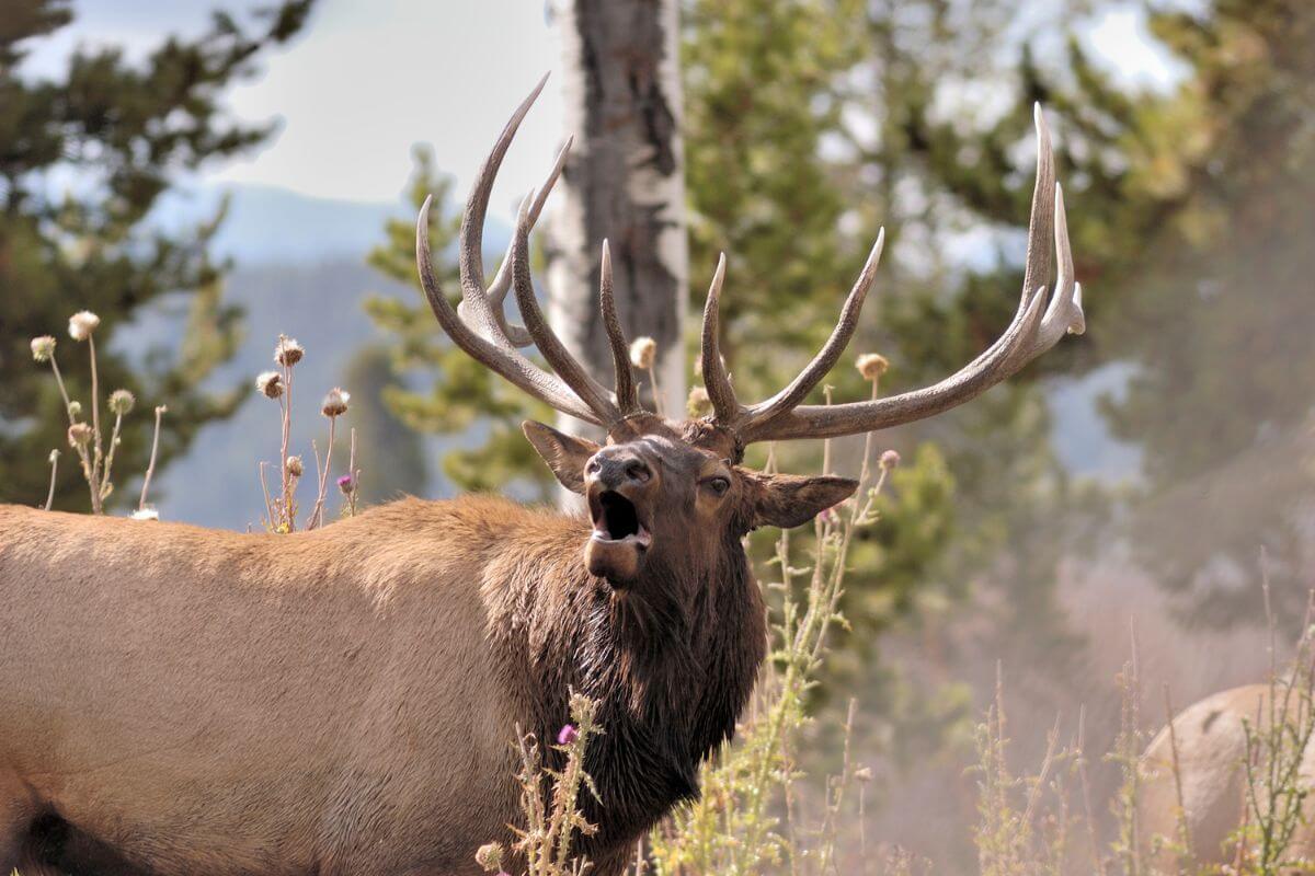 A large elk with impressive antlers is one of Montana's game species for which hunters can buy preference points.