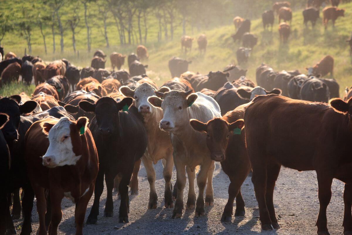A herd of cows walking down a dusty road in Montana.
