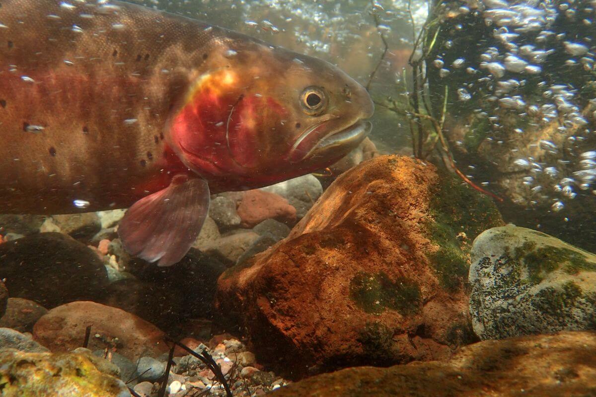Blackspotted Cutthroat Trout Swimming